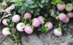Gaultheria (previously Pernettya) pearls - 8cm pot 